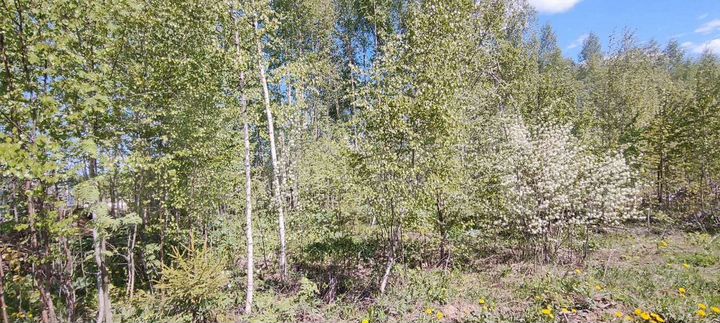 Участок 12 сот. (ИЖС)