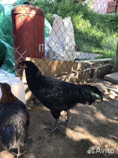 Петух маран леггорн австралорп