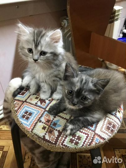 Шотландская