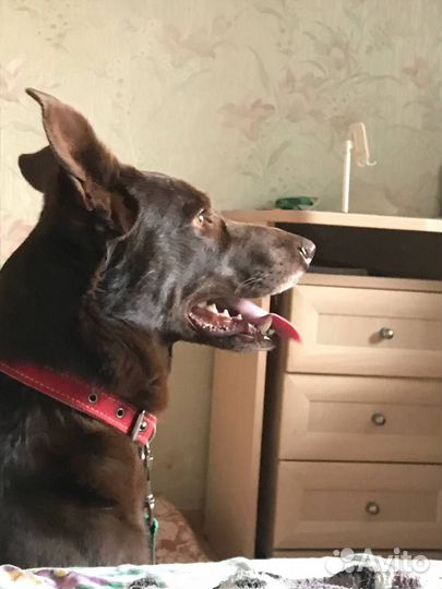 Собака в добрые руки отдам бесплатно