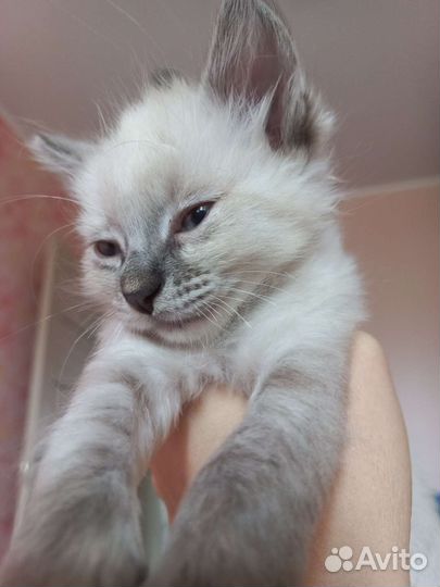 Отдам котенка в добрые руки