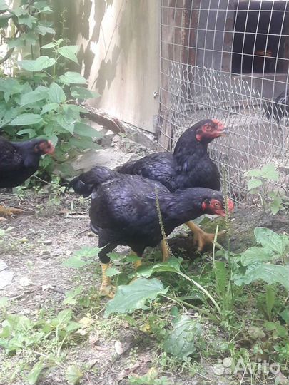 Инкубационное яйцо