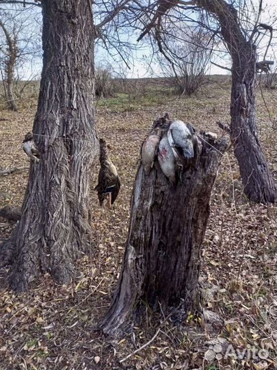 Услуги егеря рыбалка и охота