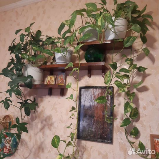 Лиана, сциндаптус