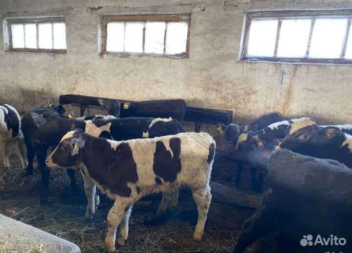 Телята бычки