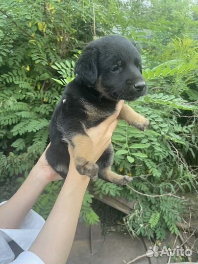 Щенок в добрые руки