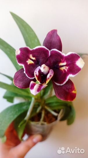 Орхидея L-16 (Sogo Gloris-Taida Pearl) Black ES-1