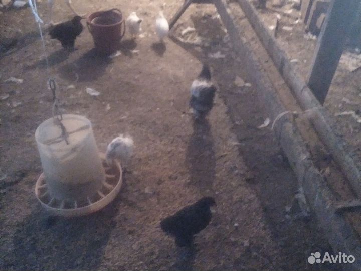 Цыплята