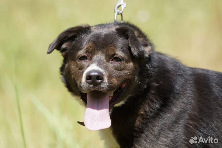 Бойка вы поисках лучшего дома