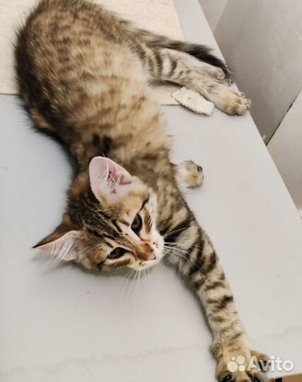 Котёнок тигрёнок в добрые руки