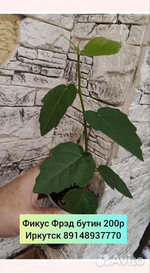 Отростки сортовых фикусов 1 часть