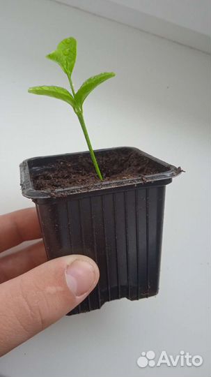 Саженцы мандарина