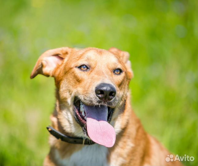Собака в дар в добрые руки