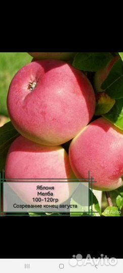 Лучшие саженцы Сибири и И.М. Мясникова