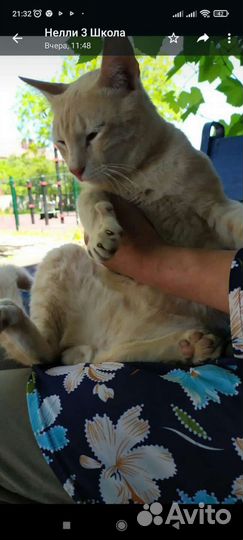 Котик 8 месяцев