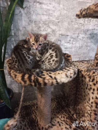 Бенгальские котята