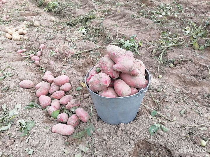 Деревенский картофель урожай 2023 года
