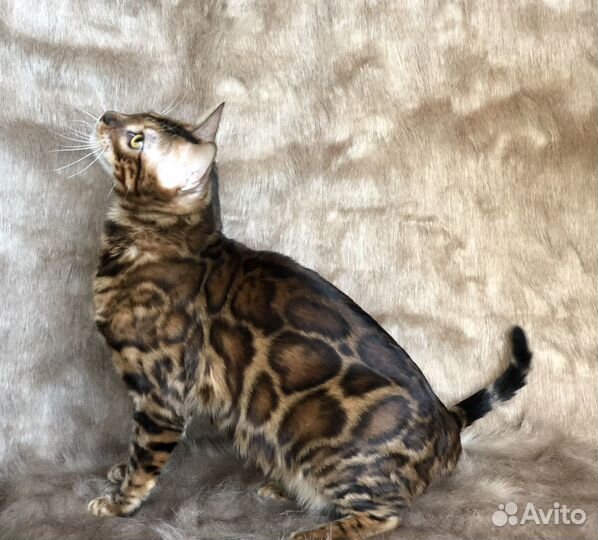 Бенгальский кот