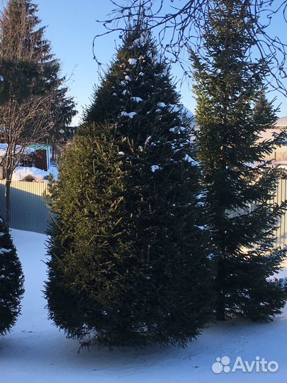 Новогодняя ёлка