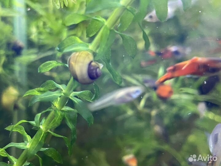 Улитки ампулярии