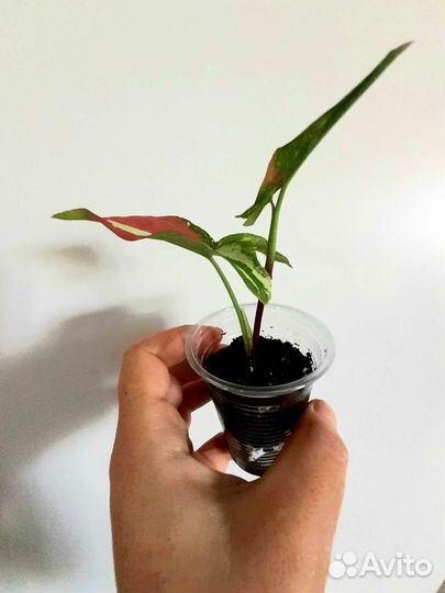 Сингониум Ред спот и Фикус Коконат крем брони нет