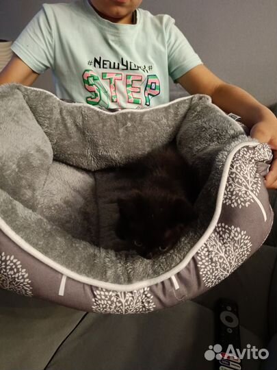 Отдам котенка в добрые руки