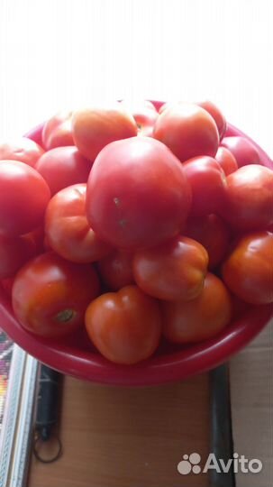 Помидоры домашние