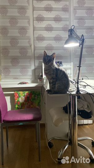 Отдам кошечку в добрые руки