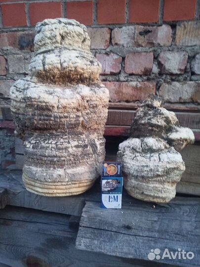 Агарикус (лиственничный гриб)