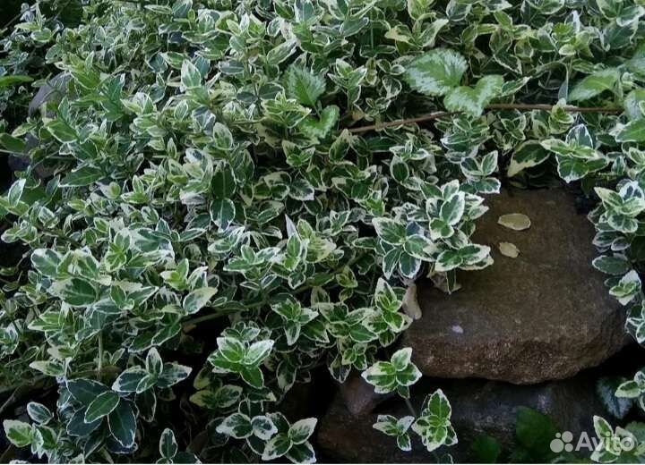 Бересклет форчуна