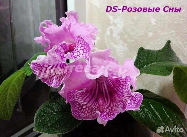 Детки стрептокарпусов