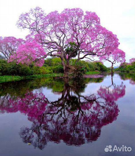 Павловния саженцы