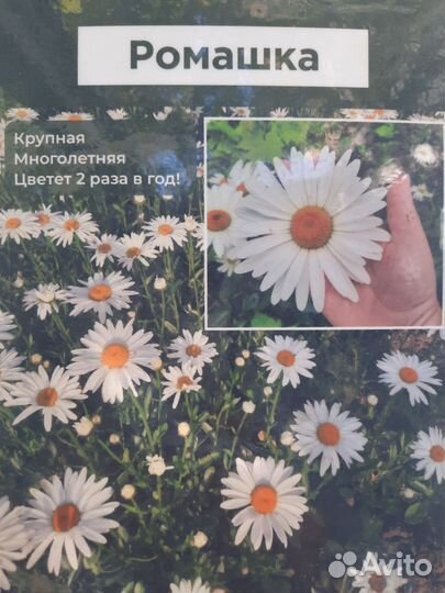 Многолетники