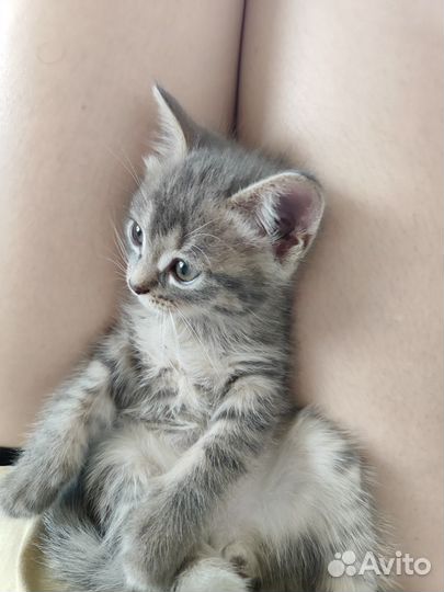 Британская кошка бесплатно