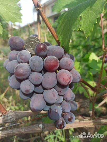 Саженцы винограда