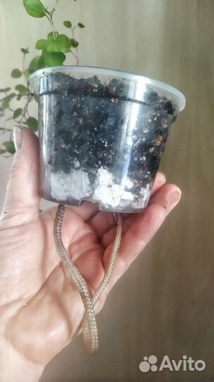 Церопегия вариегатная и мюленбекия