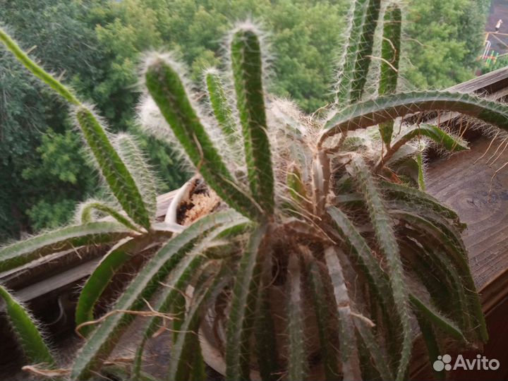 Пушистый кактус