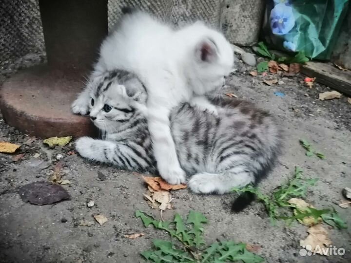 Котята в добрые руки