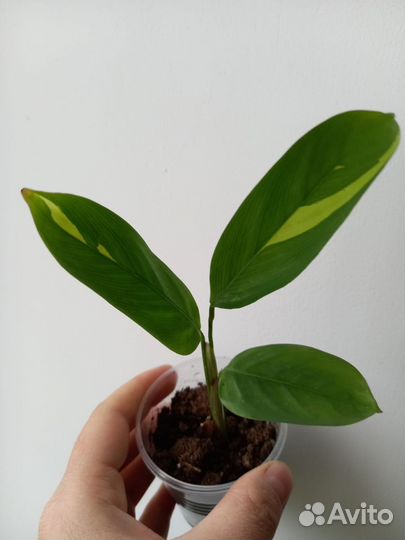 Ктенанта лубберса