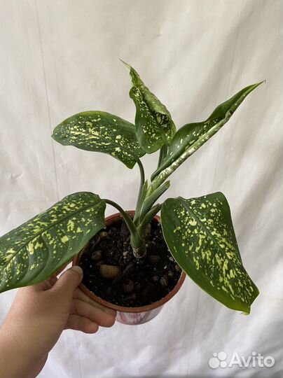 Диффенбахия