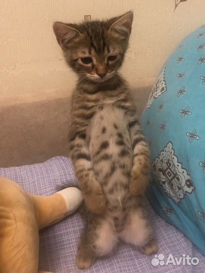 Котята в добрые руки 3 мес