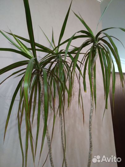 Комнатные растения цветы