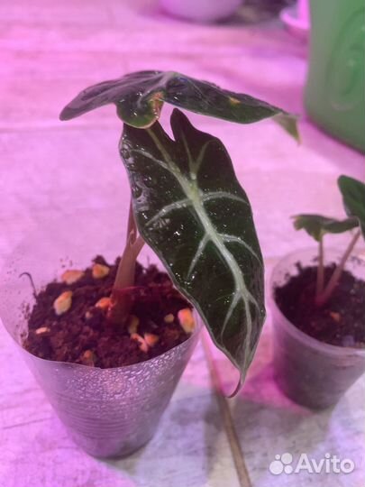 Алоказия полли