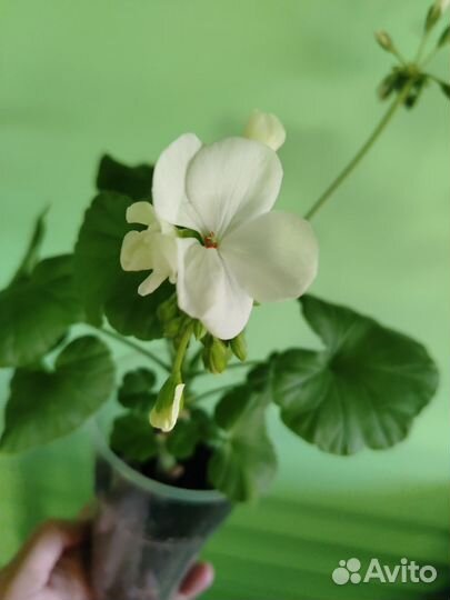 Комнатные растения цветы