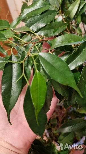 Фикус Бенджамина