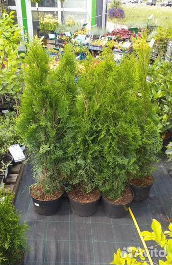Туя смарагд 100-120 см