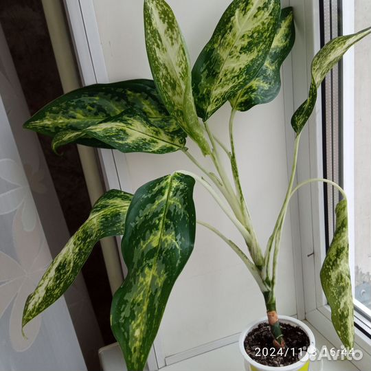 Продам домашние цветы