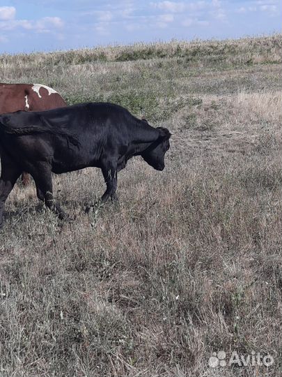 Коровы и телки