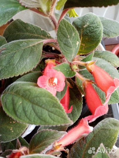 Колерия цветок