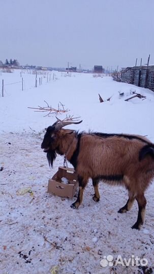 Нубийский козел